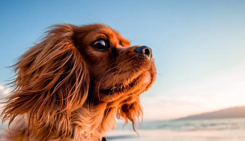 Le plaisir de profiter de la plage de Torreilles avec son chien au camping Siblu Le Marisol