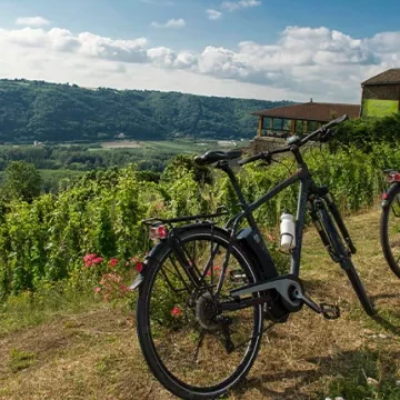 vignoble