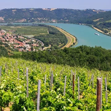 vignoble